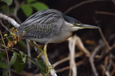Mangrove Heron (Butorides striata, Butorides striatus). Çizgili balıkçıl aynı zamanda küçük ya da yeşil sırtlı balıkçıl olarak da bilinir. Doğal yaşam alanı. Brezilya.