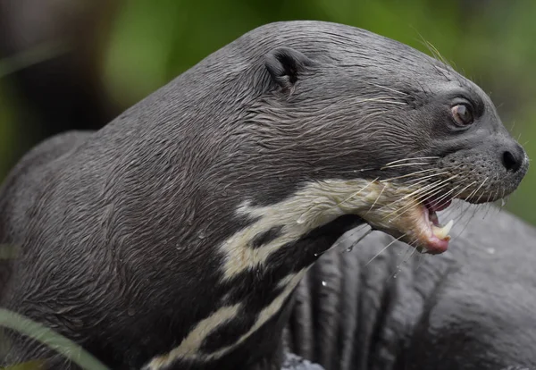 Giant Otter Open Mouth Water Giant River Otter Pteronura Brasiliensis — Zdjęcie stockowe