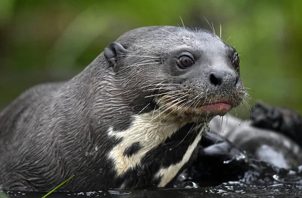 Jätteutter Vattnet Jättefloden Otter Pteronura Brasiliensis Naturlig Livsmiljö Brasilien — Stockfoto