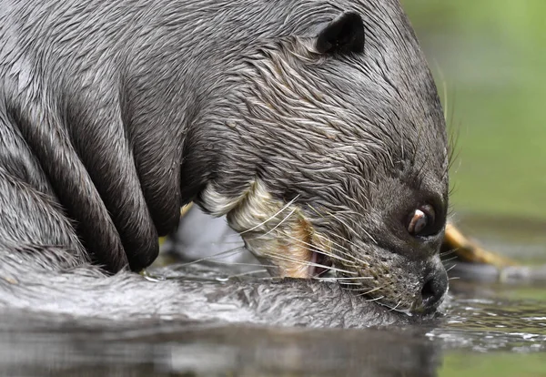 Nutria Gigante Agua Rascarse Piel Alivia Picazón Otter Gigante Del — Foto de Stock