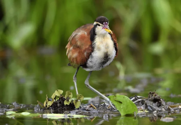 Wattled Jacana Jacana Jacana Wandelen Een Water Bladeren Reflectie Het — Stockfoto