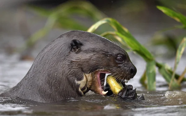 Giant Otter Water Eating Fish Giant River Otter Pteronura Brasiliensis — Stockfoto