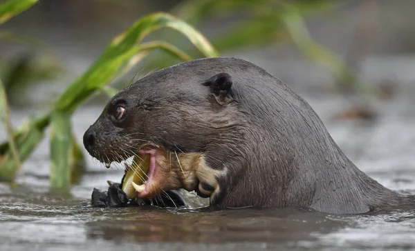 Otter Gigante Agua Comiendo Pez Otter Gigante Del Río Pteronura — Foto de Stock
