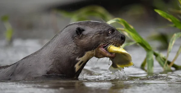 Riesenotter Wasser Frisst Einen Fisch Riesenotter Pteronura Brasiliensis Natürlicher Lebensraum — Stockfoto