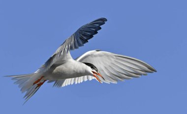 Adult common tern with open beak in flight on the blue sky background. Scientific name: Sterna hirundo