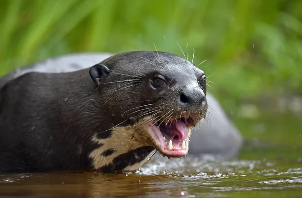Giant Otter Open Mouth Water Giant River Otter Pteronura Brasiliensis — Zdjęcie stockowe
