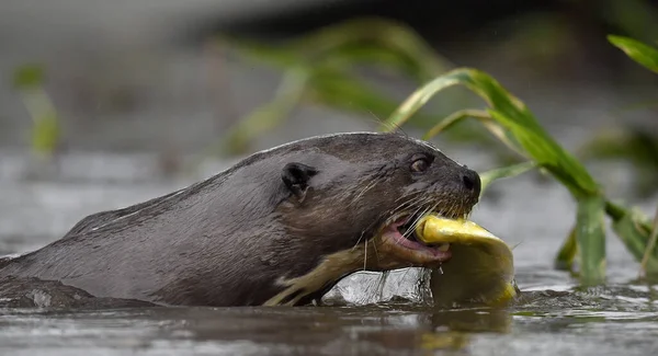 Otter Gigante Agua Comiendo Pez Otter Gigante Del Río Pteronura — Foto de Stock