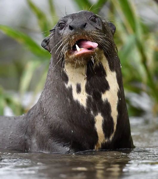 Giant Otter Open Mouth Water Front View Giant River Otter — Foto de Stock