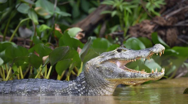Caiman with open mouth in the water. The yacare caiman (Caiman yacare), also known commonly as the jacare caiman. Side view. Natrural habitat. Brazil.