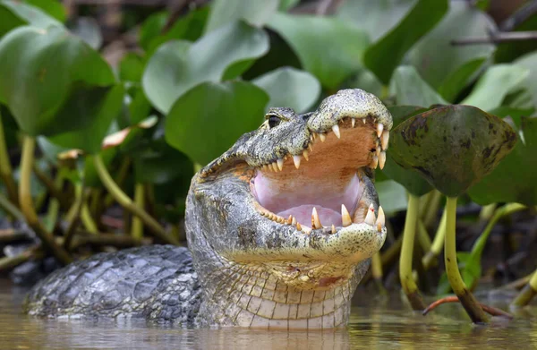 Caiman with open mouth in the water. The yacare caiman (Caiman yacare), also known commonly as the jacare caiman. Front view. Natrural habitat. Brazil.