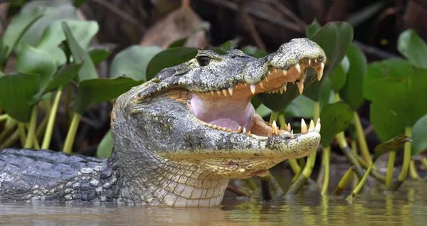 Caiman with open mouth in the water. The yacare caiman (Caiman yacare), also known commonly as the jacare caiman. Side view. Natrural habitat. Brazil.