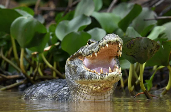 Caiman with open mouth in the water. The yacare caiman (Caiman yacare), also known commonly as the jacare caiman. Front view. Natrural habitat. Brazil.