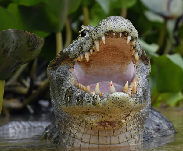 Caiman Open Mouth Water Yacare Caiman Caiman Yacare Also Known — Fotografie, imagine de stoc