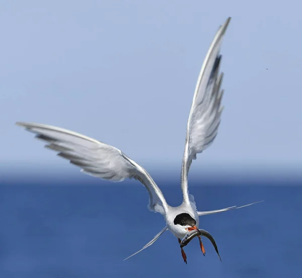 Adult Common Tern Fish Beak Flight Blue Sky Background Front — Φωτογραφία Αρχείου