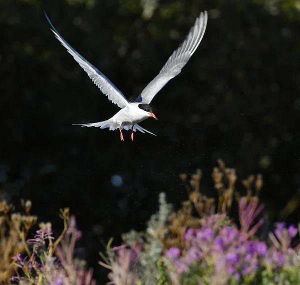 Tern Flight Landing Front Vierw Dark Background Adult Common Tern — Photo
