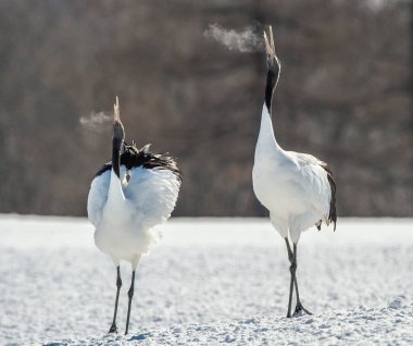 Dans eden turnalar. Vinçlerin evlilik töreni dansı. Kırmızı taçlı turna. Bilimsel adı Grus japonensis, aynı zamanda Japon turnası veya Mançurya turnası olarak da bilinir..