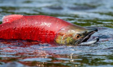 Sockeye Somon nehirde. Nehirde yumurtlayan kırmızı somon balığı. Somon balığı yüzüyor ve yumurtluyor. Bilimsel adı Oncorhynchus nerka. Doğal yaşam alanı. Kamçatka, Rusya.