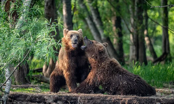 Two Brown Bears Fight Forest Kamchatka Brown Bear Ursus Arctos — Stockfoto