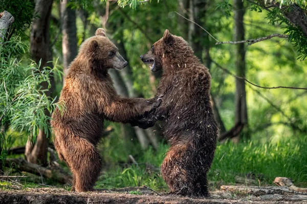 Dva Medvědi Hnědí Stojící Zadních Nohách Bojují Letním Lese Kamčatka — Stock fotografie