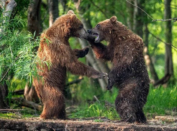 Twee Bruine Beren Staande Achterpoten Vechten Het Zomerwoud Kamchatka Bruine — Stockfoto