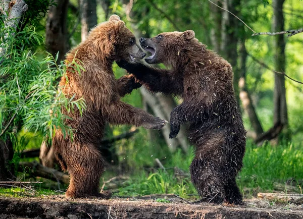 Dois Ursos Castanhos Sobre Patas Traseiras Lutam Floresta Verão Urso — Fotografia de Stock