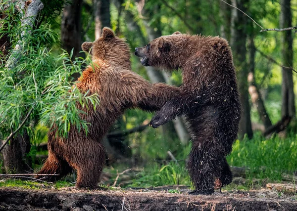 Deux Ours Bruns Debout Sur Les Pattes Arrière Battent Dans — Photo