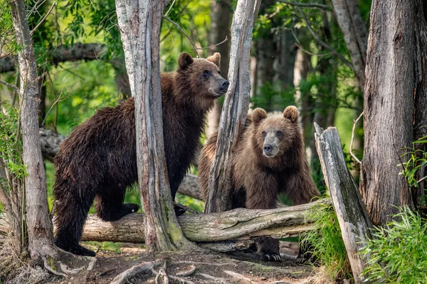 Brown Bears Summer Forest Kamchatka Brown Bear Scientific Name Ursus — Stockfoto