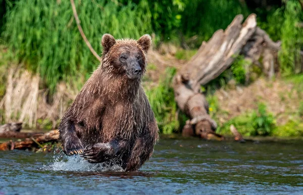 Braunbär Läuft Auf Dem Fluss Und Angelt Nach Lachsen Braunbär — Stockfoto