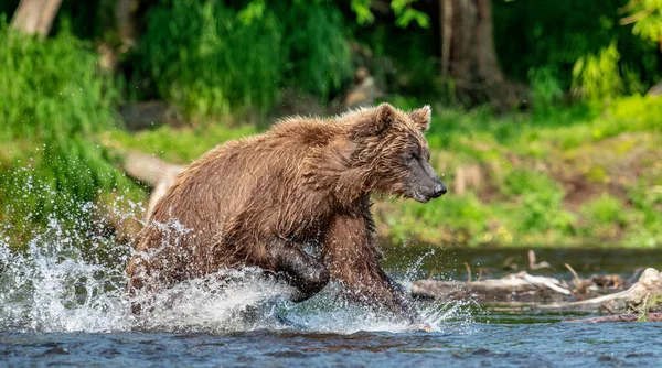 Brown Bear Running River Fishing Salmon Brown Bear Chasing Sockeye — Stock Photo, Image