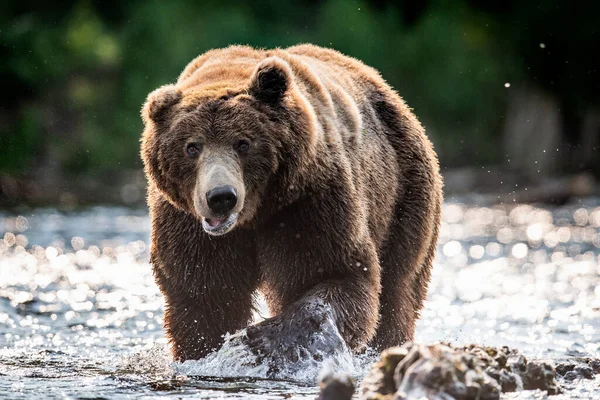 Brown Bear Walk River Fishing Salmon Brown Bear Chasing Sockeye — Fotografia de Stock