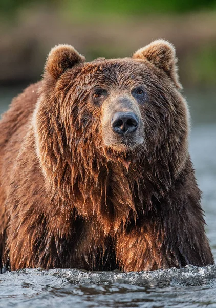 Closeup Portrait Wild Adult Brown Bear Close Front View Kamchatka — Stock Fotó