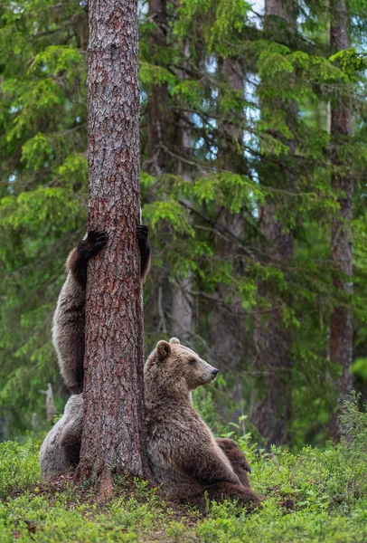 棕熊幼崽爬上一棵树 夏林中的熊和幼崽 科学名称 乌尔苏斯阿尔克托斯 自然栖息地 — 图库照片
