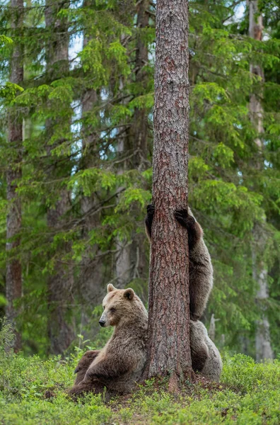 Filhotes Urso Marrom Sobe Uma Árvore Ursa Filhotes Floresta Verão — Fotografia de Stock