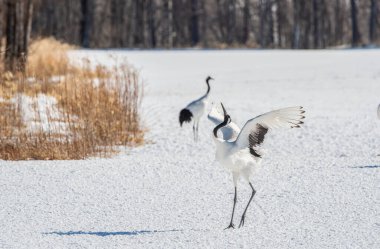 Dancing Cranes. The ritual marriage dance of cranes. The red-crowned crane. Scientific name: Grus japonensis, also called the Japanese crane or Manchurian crane, is a large East Asian Crane. Japan