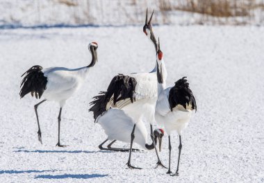 Dancing Cranes. The ritual marriage dance of cranes. The red-crowned crane. Scientific name: Grus japonensis, also called the Japanese crane or Manchurian crane, is a large East Asian Crane. Japan