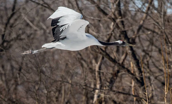 Red Crowned Crane Flight Scientific Name Grus Japonensis Also Called — Foto Stock