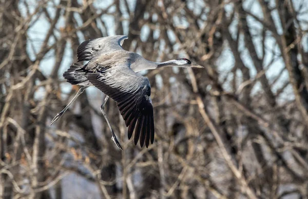 Crane Flight Common Crane Grus Grus Grus Communis Big Bird — Stok fotoğraf