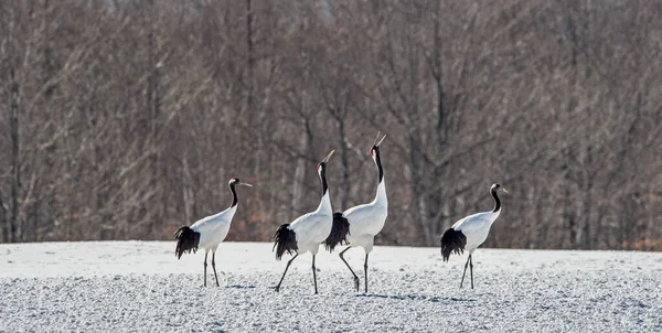 Dancing Cranes Ritual Marriage Dance Cranes Red Crowned Crane Scientific — Stockfoto