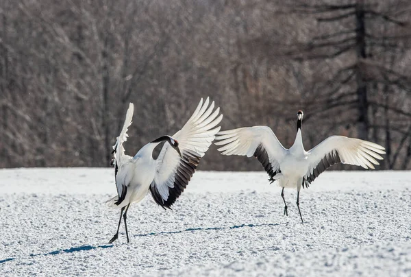 Dancing Cranes Ritual Marriage Dance Cranes Red Crowned Crane Scientific — Φωτογραφία Αρχείου