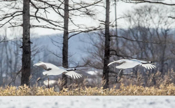 Red Crowned Cranes Flight Red Crowned Crane Scientific Name Grus — 스톡 사진