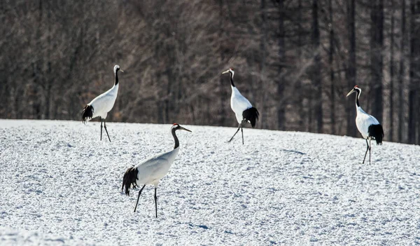 Red Crowned Cranes Scientific Name Grus Japonensis Also Called Japanese — Stock Photo, Image