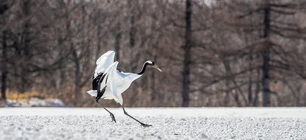 Red Crowned Crane Scientific Name Grus Japonensis Also Called Japanese — Foto Stock