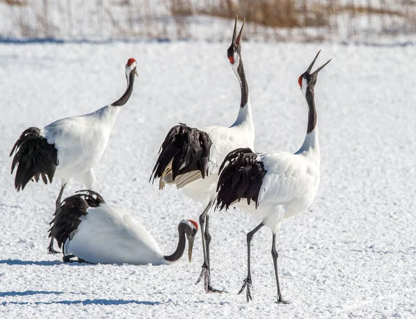 Dancing Cranes Ritual Marriage Dance Cranes Red Crowned Crane Scientific — Stok fotoğraf