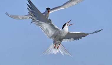 Uçuşta ortak Terns etkileşimi. Mavi gökyüzü arka planında uçmakta olan yetişkin kırlangıçlar. Bilimsel adı Sterna Hirundo. Ladoga Gölü. Rusya.