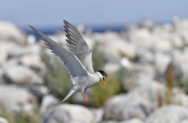 Yere inmeden önce bir deniz feneri kanat çırpıyor. Yetişkin deniz feneri uçuyor. Bilimsel adı Sterna Hirundo. Ladoga Gölü. Rusya