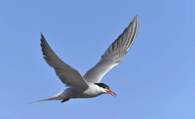 Mavi gökyüzü arka planında uçarken açık gagası olan yetişkin bir deniz kestanesi. Bilimsel adı Sterna Hirundo. Ladoga Gölü. Rusya.