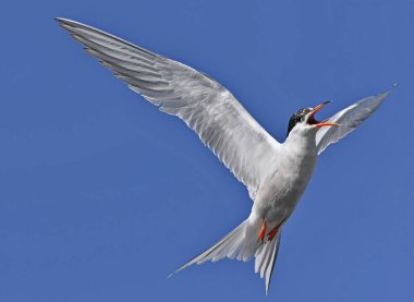 Mavi gökyüzü arka planında uçarken açık gagası olan yetişkin bir deniz kestanesi. Bilimsel adı Sterna Hirundo. Ladoga Gölü. Rusya.