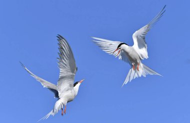 Uçuşta ortak Terns etkileşimi. Mavi gökyüzü arka planında uçmakta olan yetişkin kırlangıçlar. Bilimsel adı Sterna Hirundo. Ladoga Gölü. Rusya.