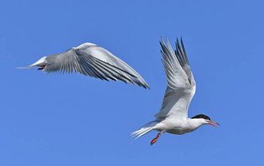 Uçuşta ortak Terns etkileşimi. Mavi gökyüzü arka planında uçmakta olan yetişkin kırlangıçlar. Bilimsel adı Sterna Hirundo. Ladoga Gölü. Rusya.