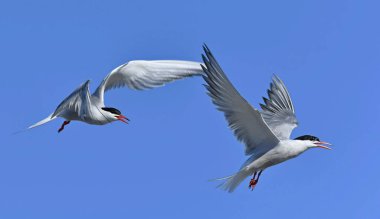 Uçuşta ortak Terns etkileşimi. Mavi gökyüzü arka planında uçmakta olan yetişkin kırlangıçlar. Bilimsel adı Sterna Hirundo. Ladoga Gölü. Rusya.